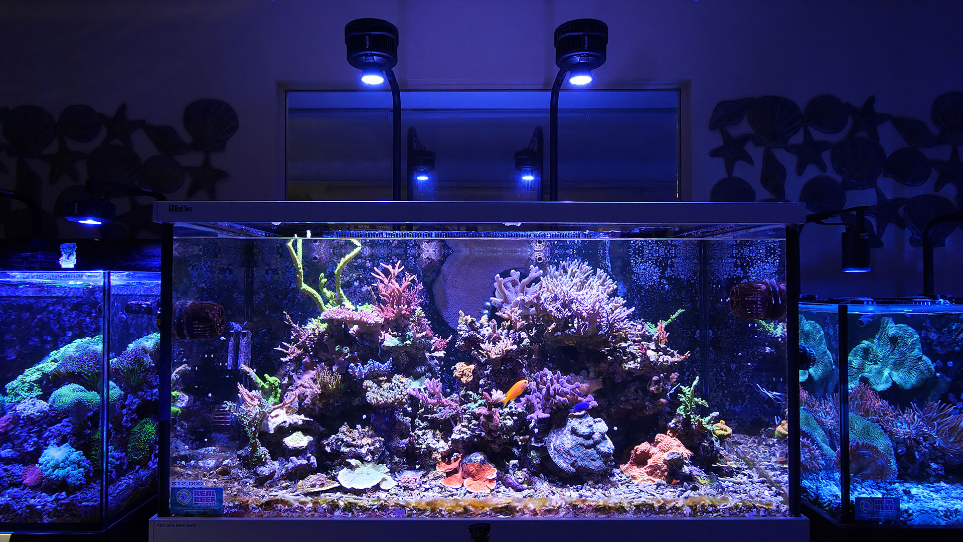 Kessil A500X Tuna Blue