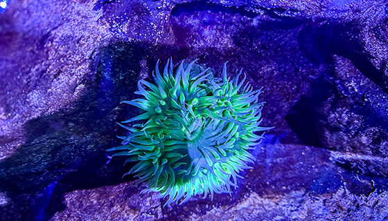 Kessil Lighting for Florida Aquarium Touch Pool