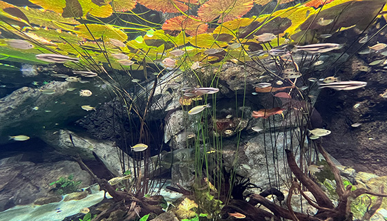 Kessil Lighting for Georgia Aquarium Wetlands