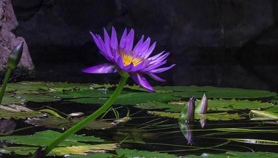 Kessil Lighting for Georgia Aquarium Wetlands