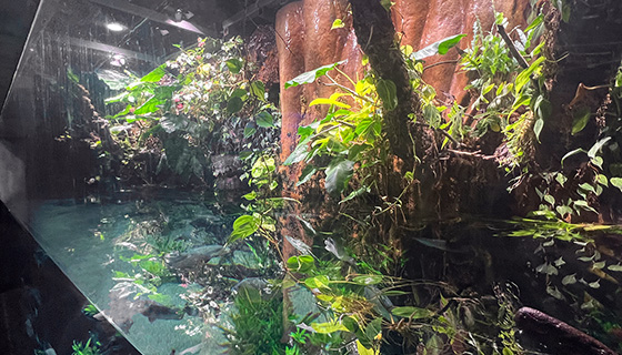 Kessil Lighting for Georgia Aquarium Flooded Forest