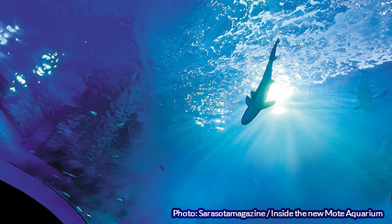 Kessil Lighting for Mote SEA in Sarasota