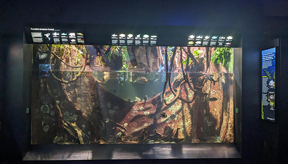 Kessil Lighting for New England Aquarium Flooded Forest and Piranhas