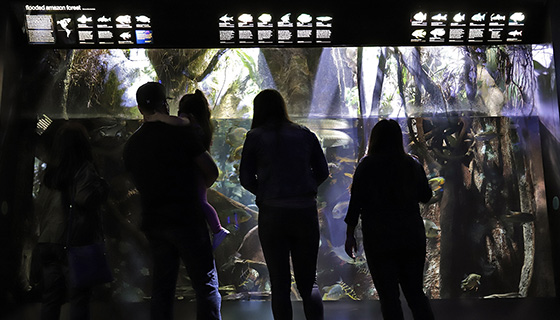 Kessil Lighting for New England Aquarium Flooded Forest and Piranhas