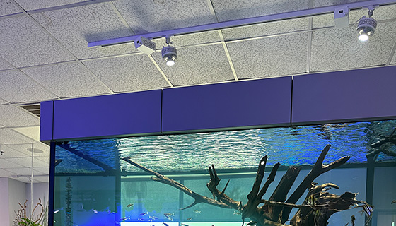 Kessil Lighting for Aquarium Design Group Showroom